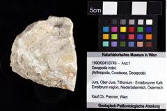 Foto (Objket + Etiketten) von Decapoda indet. 